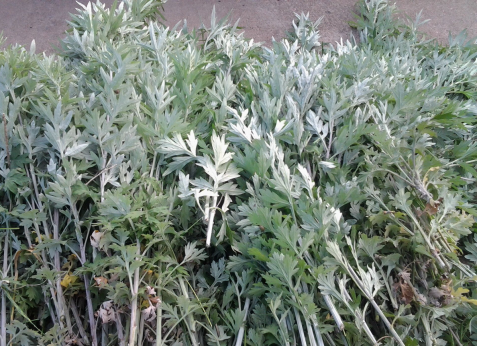 華展貓先生，端午節(jié)，垃圾分類